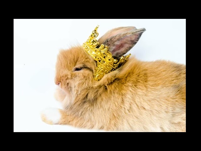 True Monarch by the Ninja Bunnies. Copyright and Attribution Free Music.