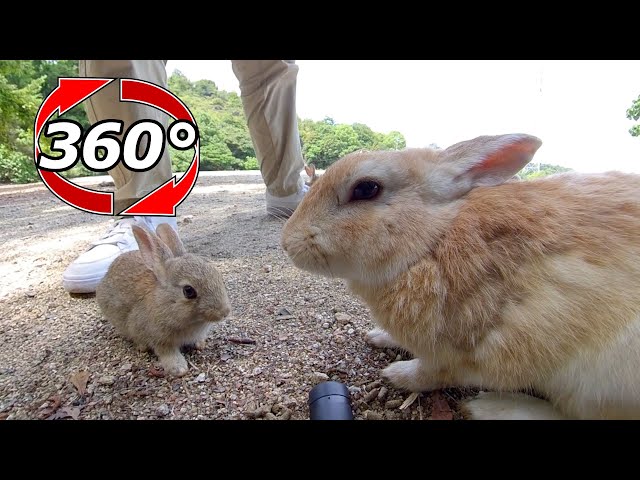 VR 360° | So cute! Mother rabbit and her tiny baby rabbits.