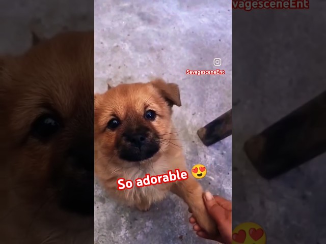 So adorable puppy 🐕😘😍#viralvideo #cute #trending #youtubeshorts #shorts #shortvideo