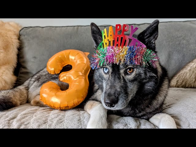 My Husky Is Already HOW Old?  It's Someone's Birthday!