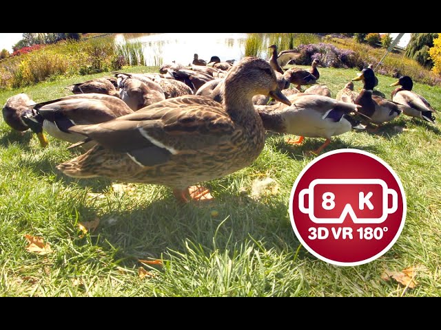 Ducks in VR180 (Virtual Reality)