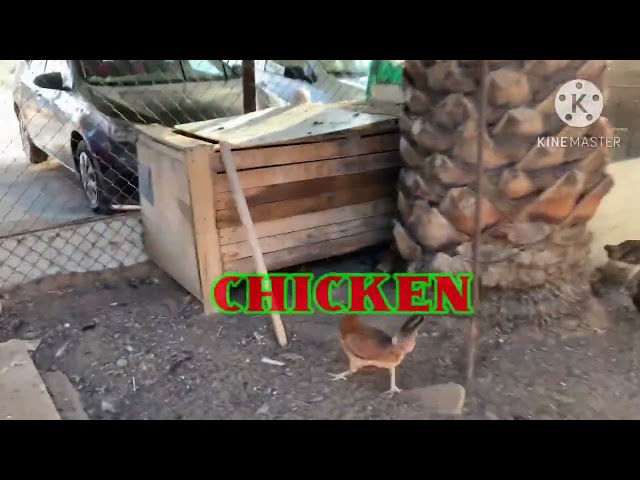 Feeding chiken#02