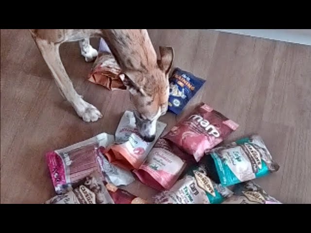 Whippet vs. treats 🐾 - Special tasting set 🍗🆒