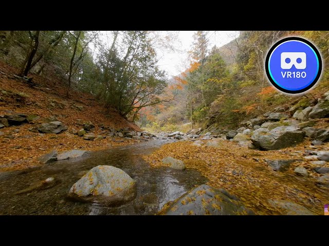 VR180 Trip Secret autumn leaves spot with no one around 8K Video