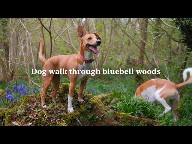 🎹 TV For Dogs 🐾 Peaceful Dog Walk through Bluebell Woods 🌳 Classical Piano Music 4K HDR