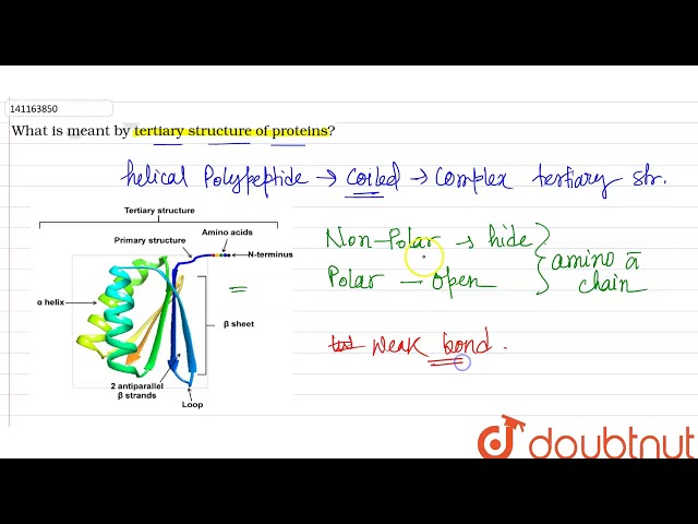 What is meant by tertiary structure of proteins?