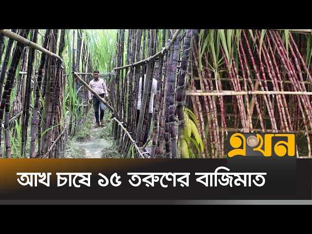 ২০ হাজার টাকা খরচে লাভ ৮০ হাজার টাকা | Naogaon News | Agriculture News | Ekhon TV