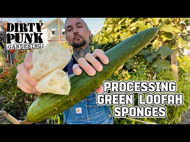 How I process my green loofa for sponges.