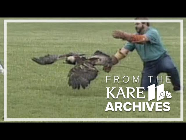 Golden Eagle Release (1993) From the Archives