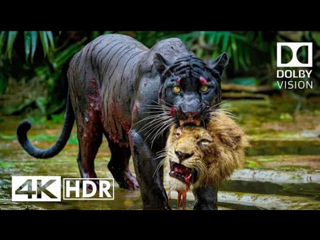 ANIMALS 4K HDR 120 FPS | With Cinematic Sense (Colourful Animals)