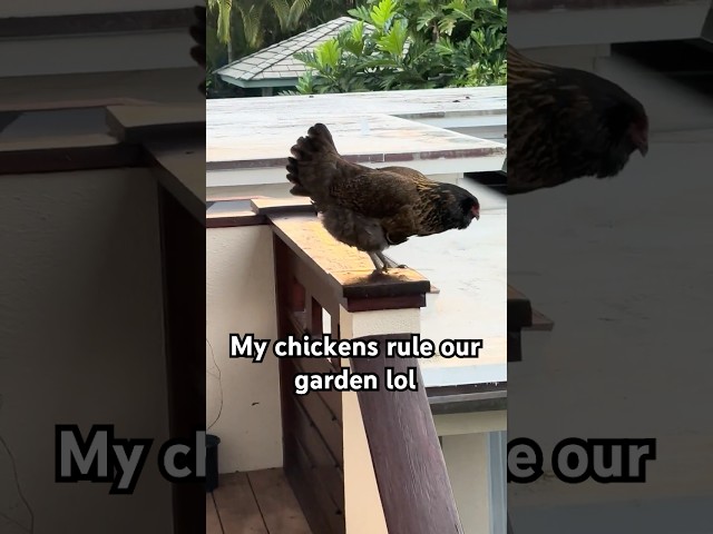 My bougie chickens run and own the garden lol #chicken #hen #petchicken #chickens #chickenmemes