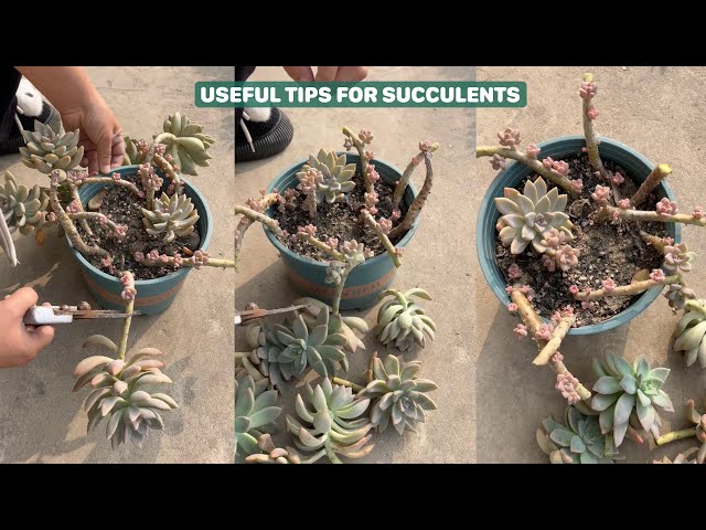 How to take care succulents - Summary of many tips| #succulents #suculentas #다육