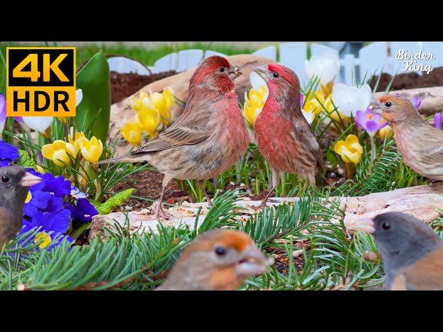 Cat TV for Cats to Watch 😺 Playful Garden Birds, Squirrels, and Vibrant Flowers 🐦 8 Hours(4K HDR)