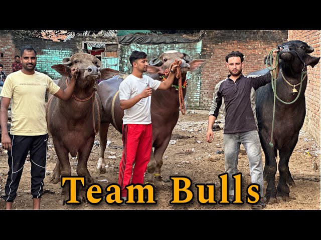 Sultan or uski team || झोट्टे ही झोट्टे || @Bull.Rider-Vlogs