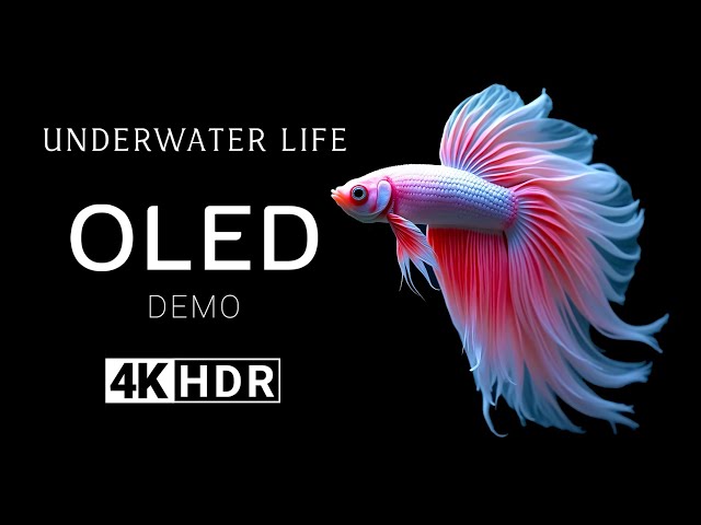 Underwater Life OLED Demo HDR 4K Dolby Vision 60fps - Vibrant Fish Color