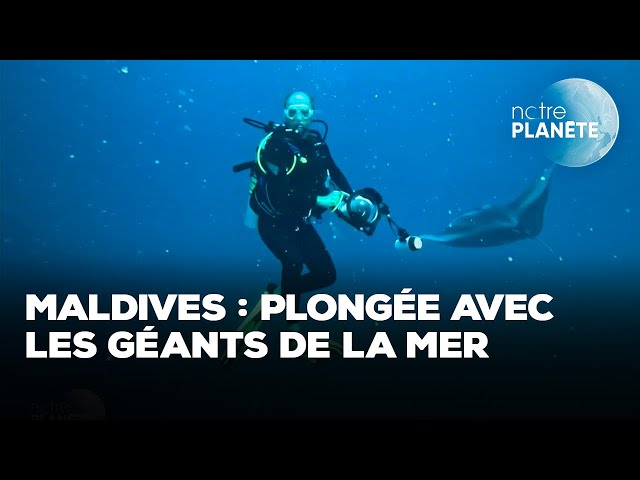 Requin baleine, raie : plongée avec les géants de la mer