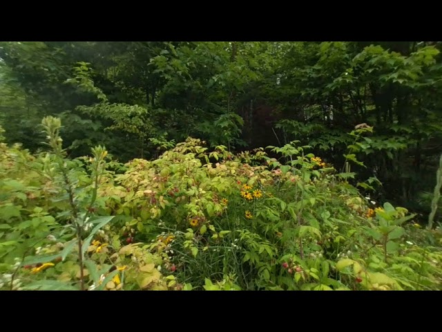 berry bushes near loon bay July 2018