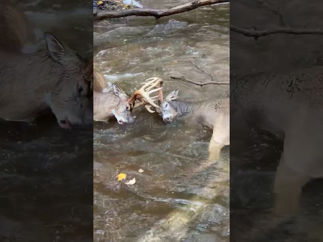 Deer with antlers locked together freed by good Samaritans