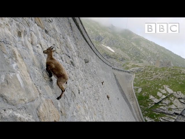 The incredible ibex defies gravity and climbs a dam | Forces of Nature with Brian Cox - BBC