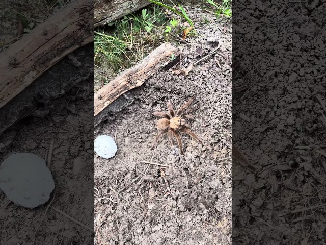 Wolf Spider!  #wolfspiders  #Spiders