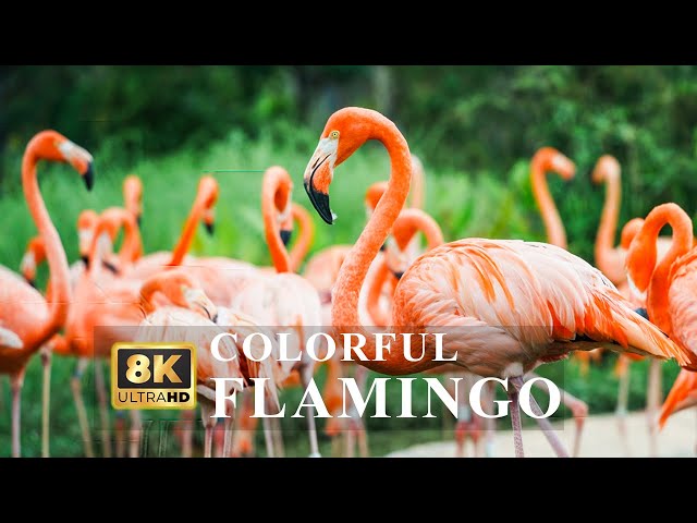 8K HDR Colorful Flamingo - Colorful Birds With Calming Music | Nature Animals Film