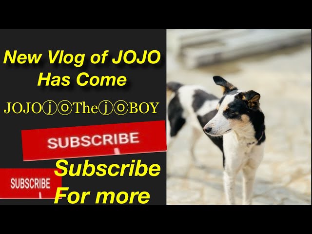 Jojo 1st Vlog || jojo full day time table || jojo the boy || dogs funny video ||#jojo_is_❤️#13pro