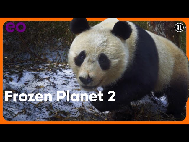 Frozen Planet 2 - TRAILER | EO | NPO Start