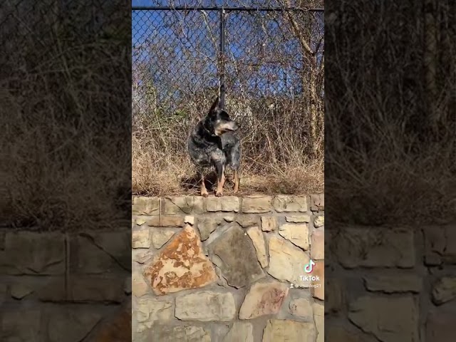 Sarge the Blue Heeler (Australian Cattle Dog) You might want the Australian Cattle Dog😄