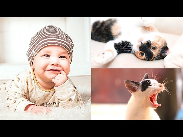 Funny Animals Cute Babies puppies kittens @FunnyAnimalshow #dogs #cats #pets #shorts