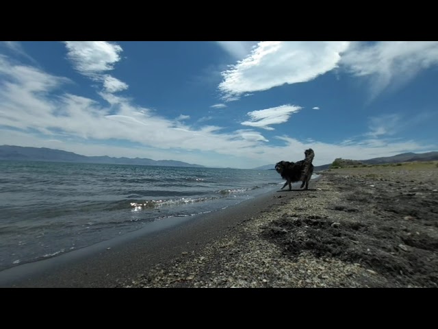 Sun-Kissed Shores: A VR180 Journey with Man's Best Friend at Pyramid Lake