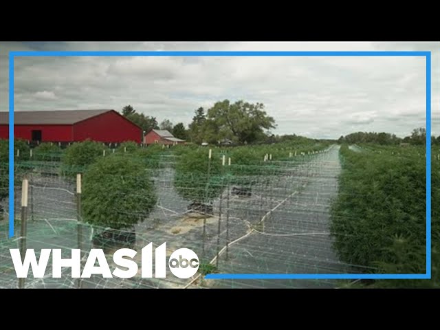 FOCUS: Michigan marijuana farm interested but hesitant to expand to Kentucky