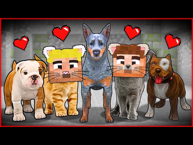 KÖPEK ÇETESİ VE KEDİ ÇETESİ ARKADAŞ OLDU! 😍 - Minecraft