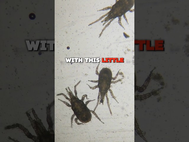 Doritos have BUGS under microscope at 200x! #facts #fact #funnyvideo