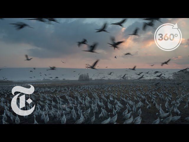 Feeding Half A Billion Migrating Birds At Israel Rest Stop | The Daily 360 | The New York Times