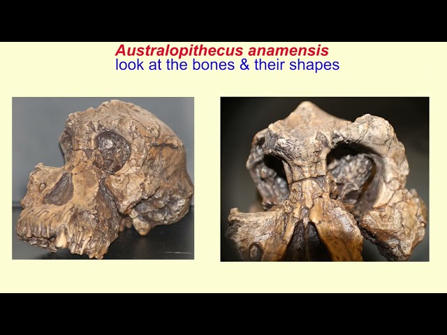 Australopithecus anamensis SONG