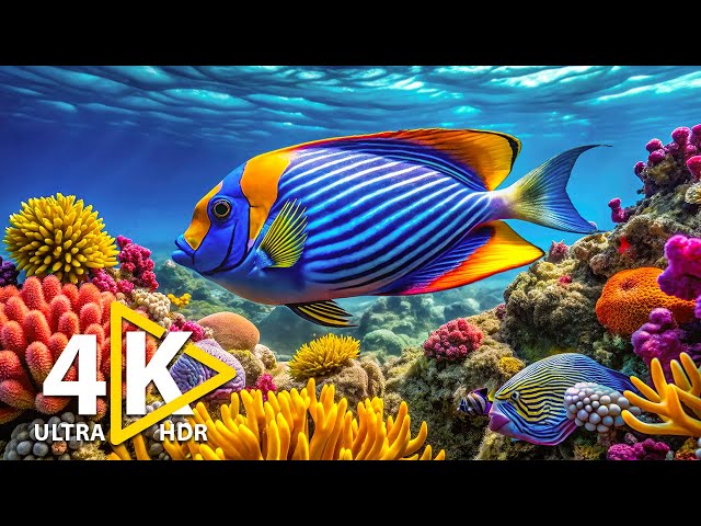 Dive into Tranquility: Experience Stunning 4K Underwater Wonders with Relaxing Ocean Melodies