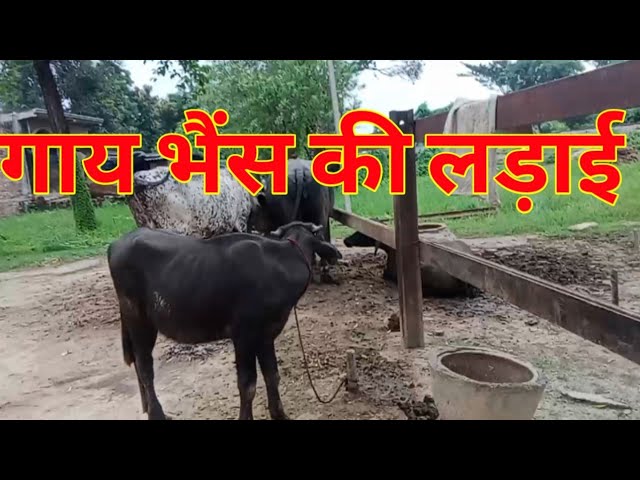 गया भैंसिया बाज गैल ली रे #Yadavswaraofflcialblog #YouTubeshort#trendingblog#blogvideo#viral blog