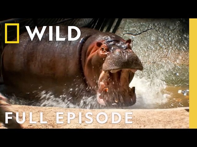 When Hippos Attack (Full Episode) | Dangerous Encounters | Nat Geo Wild