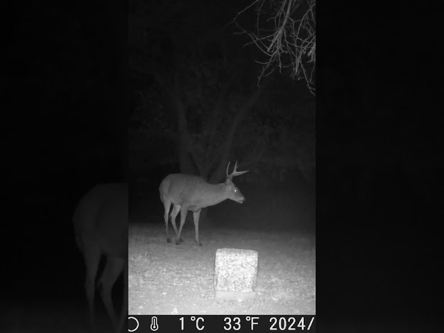 Such a beautiful buck in front of the camera. Love these antlers!