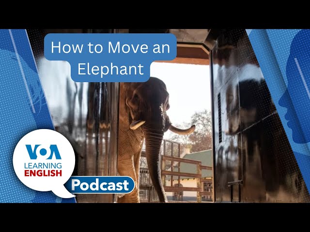 Moving an Elephant, Police Use AI, Soft and Hard Skills