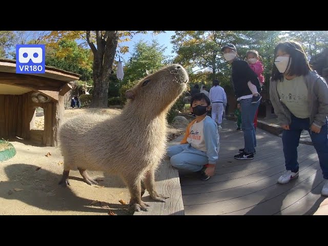 3D 180VR 4K Giant & Cute Capybara 😊😊 Children love Capybara