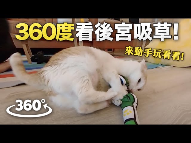 【黃阿瑪的後宮生活】用360度看後宮吸貓草！可自由旋轉角度！