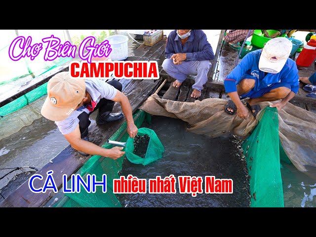 CHỢ BIÊN GIỚI CAMPUCHIA nơi Cá Linh Non nhiều nhất Việt Nam | DU LỊCH AN GIANG