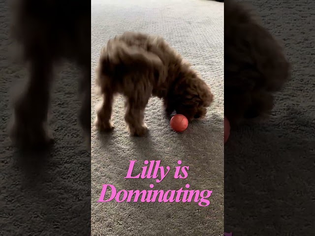 PUPPY TAKES DOWN TEMU BALL IN ROUND 2 SHOWDOWN! #cuteanimals #shorts