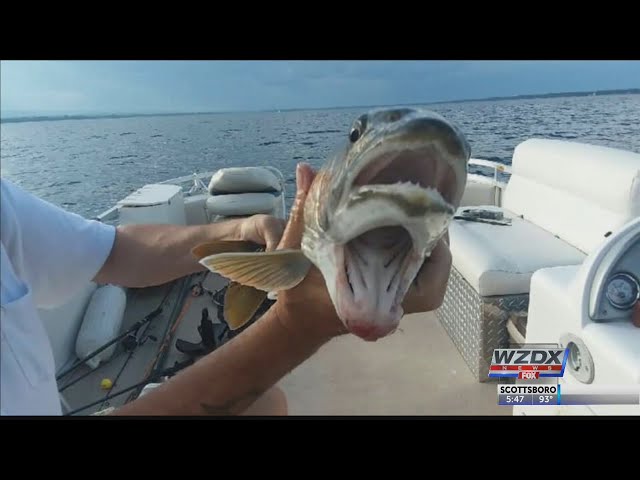 This fish has two mouths!