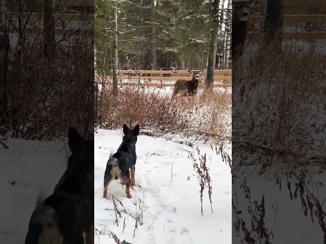 Blue heeler vs deer