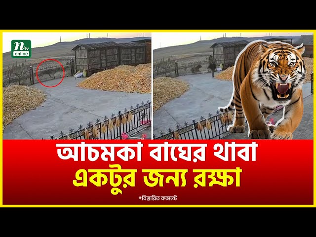 আচমকা বাঘের থাবা, একটুর জন‍্য রক্ষা | Tiger's paw | NTV News