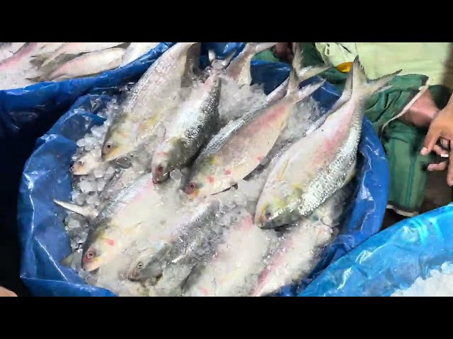 Hilsha Fish Market on road side | Royalty free stock video footage - No copyright | 4k