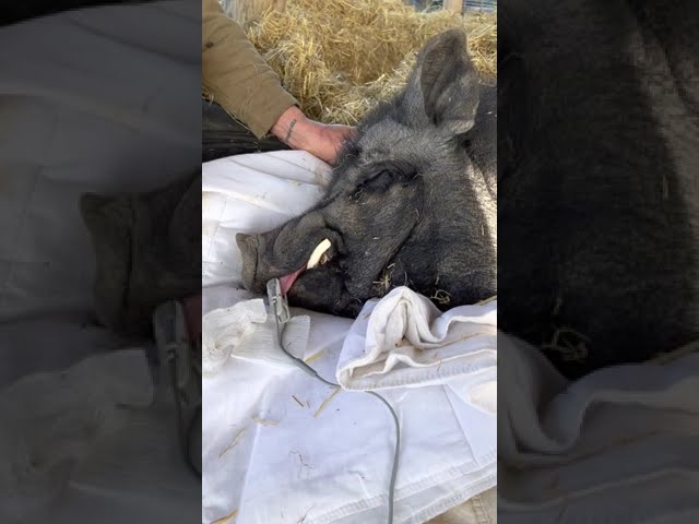 Veterinario realiza una cirugía a Adolfo, uno de los cerdos ancianos de Fundación Santuario Vegan