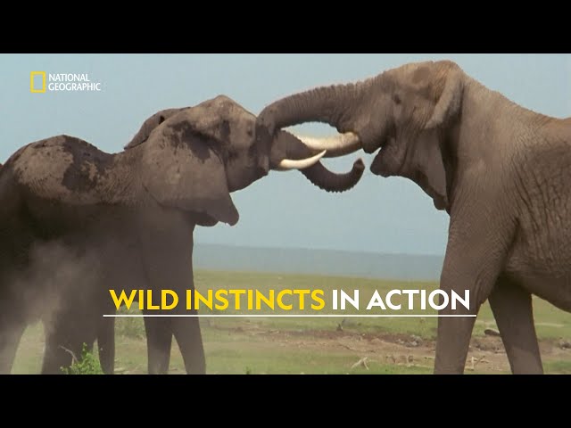 Elephants Gone Wild | Animals Gone Wild | हिंदी | S2 - E1 | Nat Geo Wild